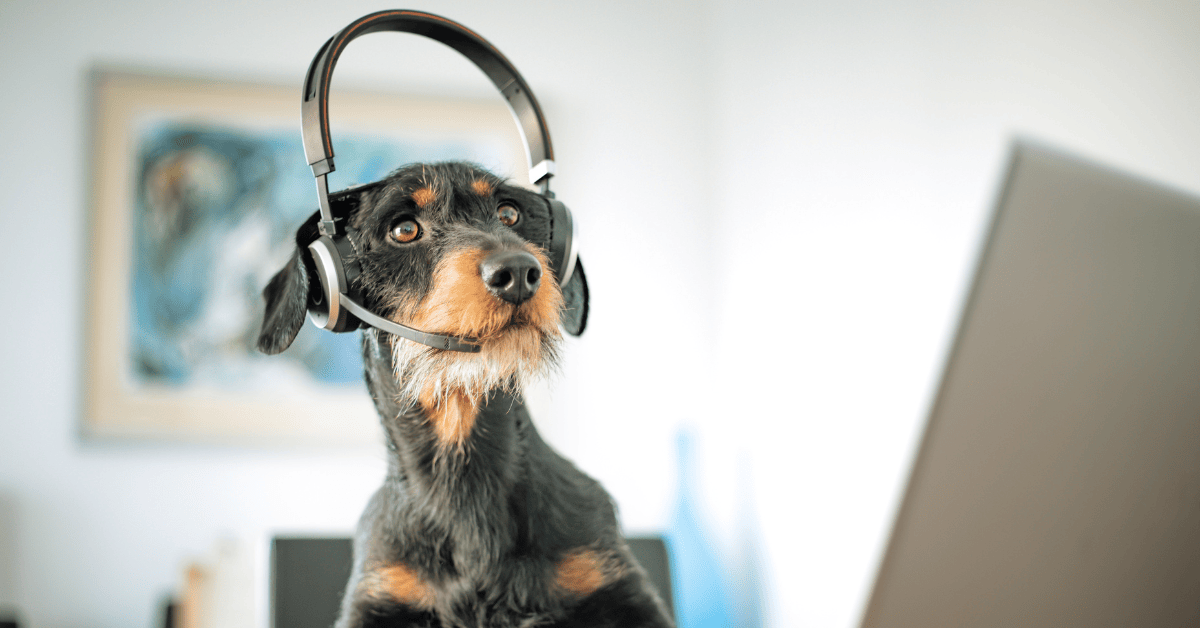 Pet Tech You’ll Want for Your Dog