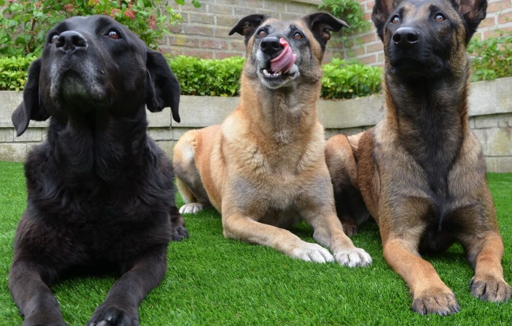 How Pooper Scooper Service can Save you Time