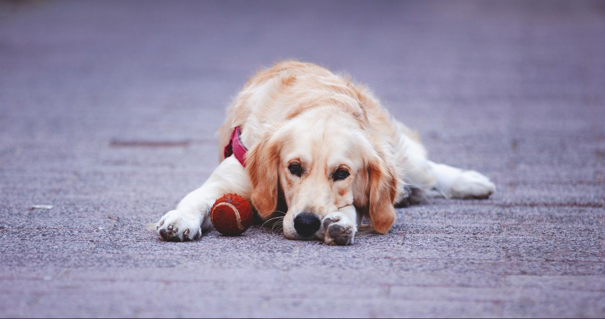 Boredom Busters for Dogs: Fun and Easy Ways to Keep Your Pooch Busy