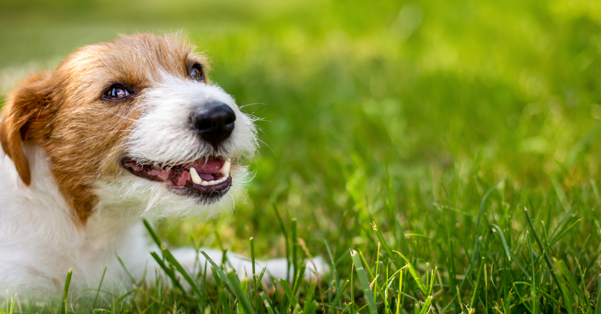 Boosting Your Dog’s Health with Probiotics: What You Need to Know